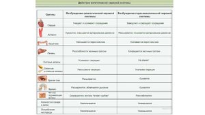 Соматический и вегетативный отделы нервной системы