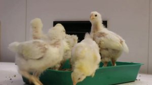 Белая фавероль