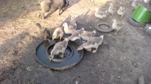 Кормление гусей .мои гуси в месячном возрасте.Feeding the geese .moi geese in the months of age.