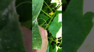 Какие листья у огурцов можно убирать и для чего это делается