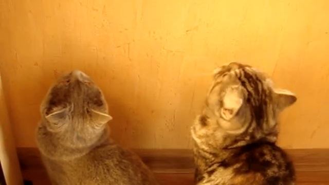 Что делают кошки?