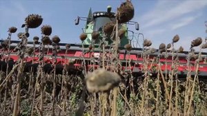 Жатка для уборки подсолнечника Capello Helianthus в работе