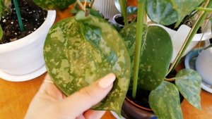 Цветение хойи Caudata Silver, Callistophylla