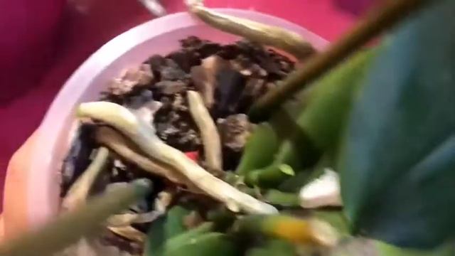 Ужас орхидея Фантом погиб?/достали насекомые на орхидеях! SOS! смотреть онлайн