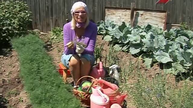 Лучки Пучки. Серия 193. Выращивание укропа и лука-порея. смотреть онлайн