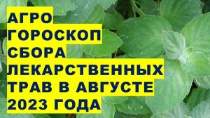 Aгрогороскоп сбора лекарственных трав в августе 2023  Агрогороскоп збирання лікарських трав в серпні