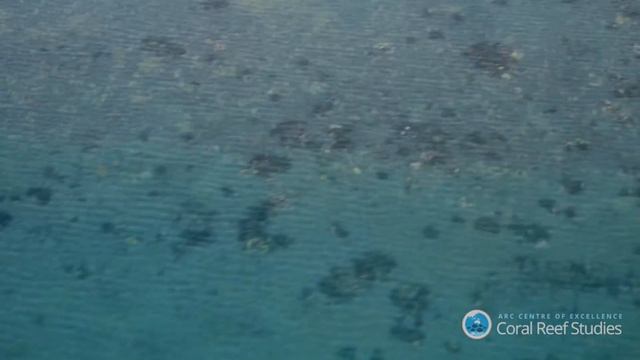 Aerial surveys of the northern Great Barrier Reef during the 2016 coral bleaching event смотреть онлайн