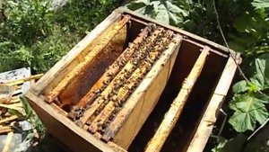 делаем в июле отводок пчел, на двух рамках, на старую плодную матку
