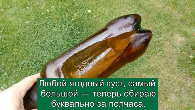 Любой ягодный куст обираю за полчаса! И руки не колю о крыжовник. Как быстро собрать ягоды с куста!