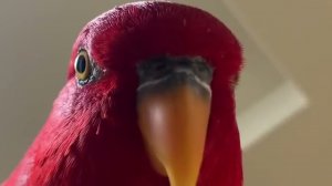 красный попугай смеётся сборка мемов