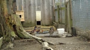 Утки мандаринки в вальере