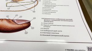 Анатомическое строение первой фаланги пальца и ногтевой пластины (плакат)