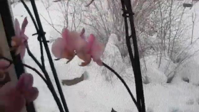Как нас обманывают продавцы орхидей. Лоханулась-купила в Магните ароматную орхидею. смотреть онлайн