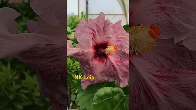 NK Leia #гибискус #сортовыегибискусы #hibiscus