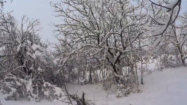 Охота на шакала. Шакал не упал.