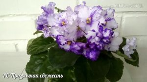 Фиалка РС-Прозрачная свежесть