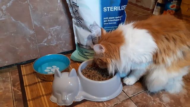 Sanabelle Sterilized для стерилизованных кошек смотреть онлайн