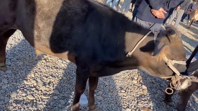 ЖУМА БОЗОР НАРХИ БУКА ГНОЖИН ГОВИ ШИРТЕ ГУСФАНДИ ХИСОРИ ПИЕЗ САБЗИ МЕВАГИ БОЗОРИ БЕХТАРИН 2 СЕНТИЯБ