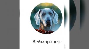 Легавые породы собак