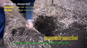 вешенка на пнях, мастерклас funnymushroomschool # 6