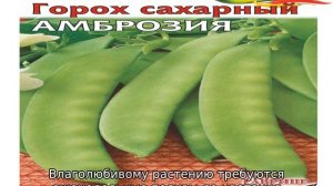 Горох Амброзия