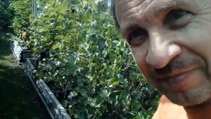 Омский виноград