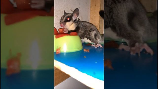 Сахарный Поссум, дом с едой! №3 #shots #сахарныйпоссум #sugarglider #белка #socute #кушает #патрици