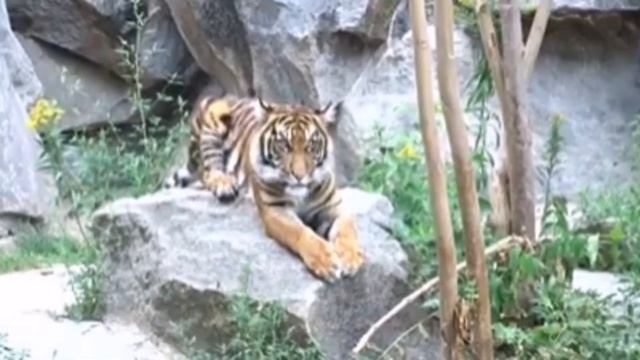 Tierpark (Zoo) in Berlin Germany смотреть онлайн