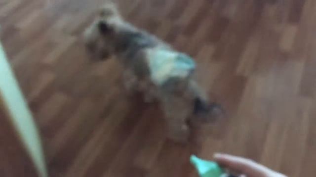 Моя собака боится средства для промывания носа смотреть онлайн