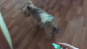 Моя собака боится средства для промывания носа