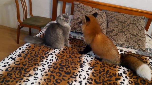 ЛисЯша и КоТиша. На улице мороз играем в доме. смотреть онлайн