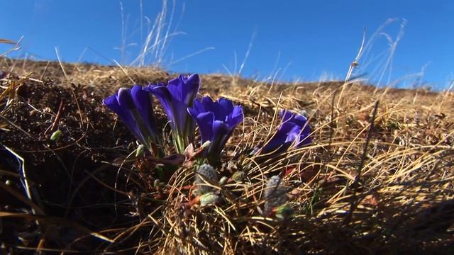 Сохондинский заповедник смотреть онлайн