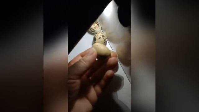 Овоскопирование перепелиных яиц .