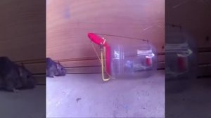 Лучши мишеловки в мире