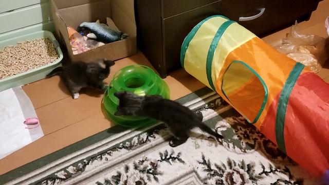 Бенгальские котята играют в пирамидку смотреть онлайн