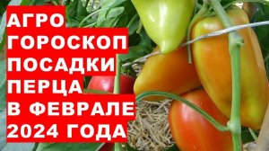 Агрогороскоп посадки перца в феврале 2024Agrohoroscope for planting sweet and bitter peppers in Febr