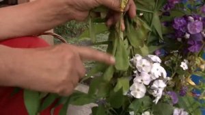 Как правильно посадить Флоксы *                 Голова садовая