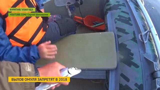 Вылов омуля на Байкале запретят в 2018 году смотреть онлайн
