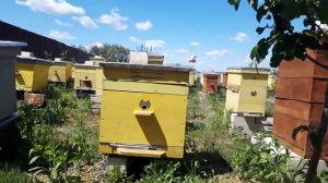 Держим пчёл в однокомнатной квартире. Эксперимент на пасеке.