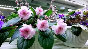 Фиалка Литуаника. Магазин фиалок в Одессе 0983891416 Светлана.