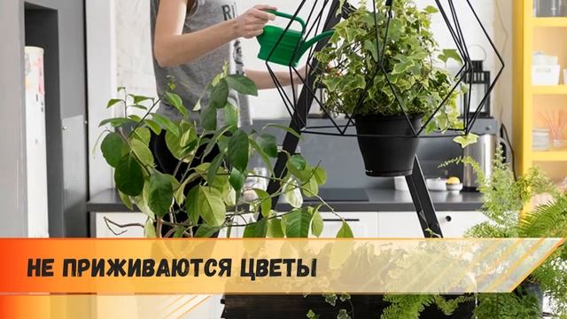 Хлорофитум: приметы и суеверия. Чем полезен хлорофитум?