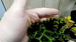 Моя коллекция колеусов и даже с названиями сортов!