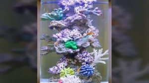 Дизайн аквариума. Как красиво оформить самому.