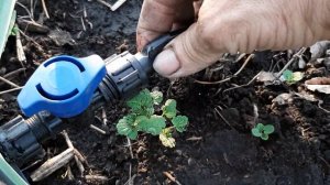 КАК ВЫРАСТИТЬ КРУПНЫЙ ЧЕСНОК how to grow large garlic