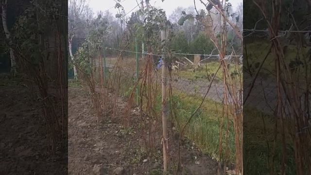 Малина.Болезни и вредители.Осенние работы.