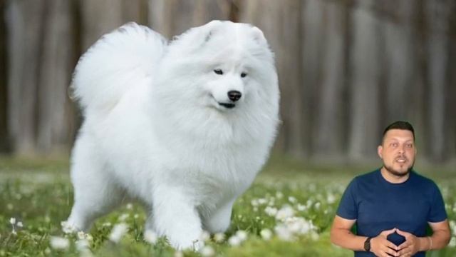 Samoyed Dog| Pros and Cons of the Samoyed Laika Breed - Плюсы и минусы породы самоедская лайка