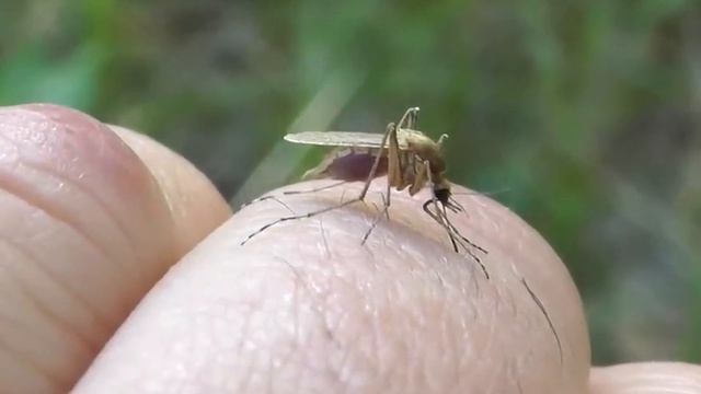 Сухарь Укусы смотреть онлайн