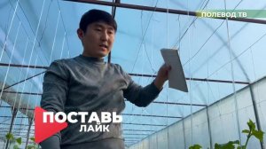 КОГДА УБИРАТЬ МУЛЬЧИРУЮЩУЮ ПЛЁНКУ?! #теплица #агробизнес #мульча #мульчирование #рассада #перцы