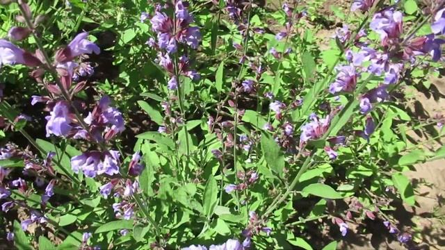 Шалфей как растет трава долголетия смотреть онлайн