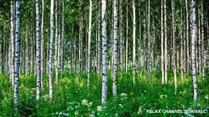 Релакс видео Русская Берёза HD - музыка для релакса. Relaxing video Birch HD - Music for relaxation